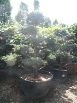 Libanonceder Als Bonsai (Cedrus Libani) 14 Libanonceder Als Bonsai (Cedrus Libani) -OL Planten Winkel cedrus libani bonsai 180 200 c500