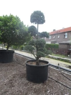 Libanonceder Als Bonsai (Cedrus Libani) -OL Planten Winkel cedrus libani bonsai c750 5 1