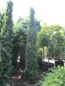 Zuilvormige Ceder (Cedrus Libani 'Fastigiata') -OL Planten Winkel cedrus libani fastigiata 250 300 350 c130 1