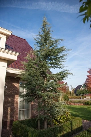 Atlasceder (Cedrus Libani 'Glauca') 12 Atlasceder (Cedrus Libani 'Glauca') - Afbeelding 10