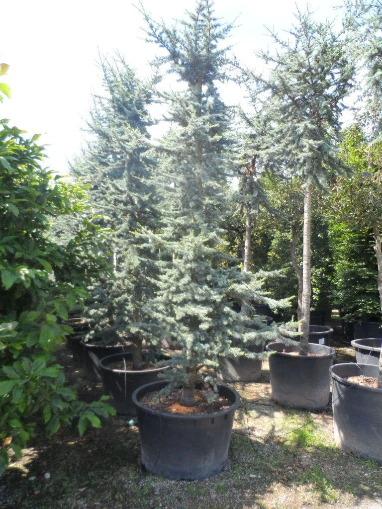 Atlasceder (Cedrus Libani 'Glauca') 8 Atlasceder (Cedrus Libani 'Glauca') - Afbeelding 6