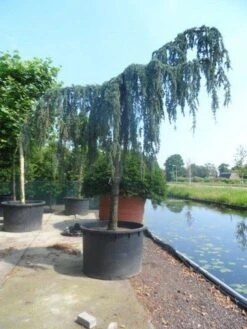 Treurceder Als Boom (Cedrus Libani 'Glauca Pendula') -OL Planten Winkel cedrus libani glauca pendula 35 40ho c1000 1 1