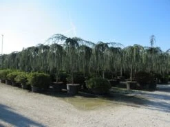 Treurceder Als Boom (Cedrus Libani 'Glauca Pendula') -OL Planten Winkel cedrus libani glauca pendula 4 1