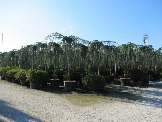 Treurceder Als Boom (Cedrus Libani 'Glauca Pendula') 20 Treurceder Als Boom (Cedrus Libani 'Glauca Pendula') - Afbeelding 18