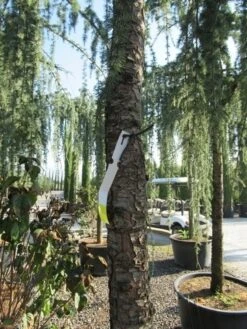 Treurceder Als Boom (Cedrus Libani 'Glauca Pendula') -OL Planten Winkel cedrus libani glauca pendula 5 1
