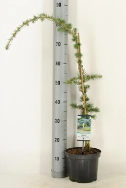 Treurceder Als Boom (Cedrus Libani 'Glauca Pendula') -OL Planten Winkel cedrus libani glauca pendula c3 m 1