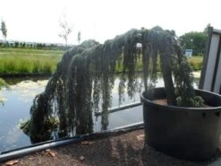 Treurceder Als Boom (Cedrus Libani 'Glauca Pendula') -OL Planten Winkel cedrus libani glauca pendula halfstam c1000 solitair 1 1