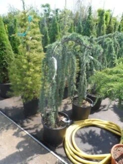 Treurceder Als Boom (Cedrus Libani 'Glauca Pendula') -OL Planten Winkel cedrus libani glauca pendula halfstam c35 1 1