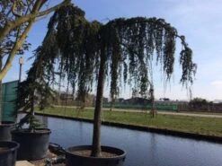 Treurceder Als Boom (Cedrus Libani 'Glauca Pendula') -OL Planten Winkel cedrus libani glauca pendula hoogstam solt 1