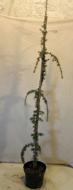 Treurceder Als Boom (Cedrus Libani 'Glauca Pendula') 9 Treurceder Als Boom (Cedrus Libani 'Glauca Pendula') - Afbeelding 7