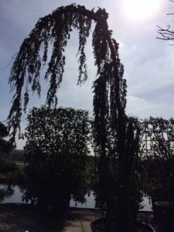Treurceder Als Boom (Cedrus Libani 'Glauca Pendula') 36 Treurceder Als Boom (Cedrus Libani 'Glauca Pendula') -OL Planten Winkel cedrus libanica glauca pendula solitair geveerd