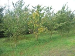 Katsoera Als Struik (Cercidiphyllum Japonicum) -OL Planten Winkel cercidiphyllum jap 300 400