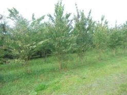 Katsoera Als Struik (Cercidiphyllum Japonicum) -OL Planten Winkel cercidiphyllum jap 300 400 1