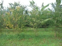 Katsoera Als Struik (Cercidiphyllum Japonicum) -OL Planten Winkel cercidiphyllum jap 300 400 2