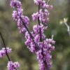 Judasboom Als Struik (Cercis Canadensis) -OL Planten Winkel cercis canadensis 1