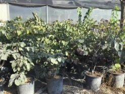 Judasboom Als Struik (Cercis Canadensis 'Forest Pansy') -OL Planten Winkel cercis canadensis forest pansy 100 125 cm 1