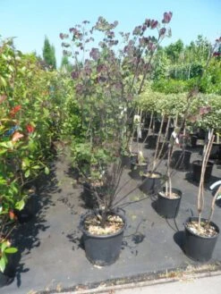 Judasboom Als Struik (Cercis Canadensis 'Forest Pansy') -OL Planten Winkel cercis canadensis forest pansy 125 150 1