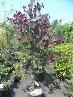 Judasboom Als Struik (Cercis Canadensis 'Forest Pansy') -OL Planten Winkel cercis canadensis forest pansy 150 175 1 1