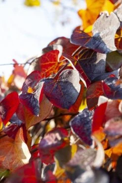 Treur Judasboom (Cercis Canadensis 'Ruby Falls') -OL Planten Winkel cercis canadensis ruby falls02 1