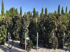 Treur Judasboom (Cercis Canadensis 'Ruby Falls') -OL Planten Winkel cercis canadensis ruby falls 150 175cm c18 1