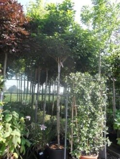 Chinese Judasboom (Cercis Chinensis 'Avondale') -OL Planten Winkel cercis chinensis avondale 10 12 14ho cont