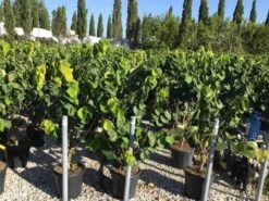 Chinese Judasboom (Cercis Chinensis 'Avondale') -OL Planten Winkel cercis chinensis avondale 100 125 c18