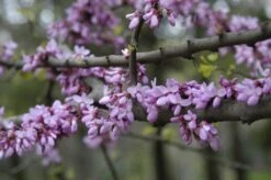 Judasboom Als Struik (Cercis Siliquastrum) -OL Planten Winkel cercis siliquastrum 1
