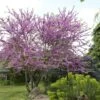 Judasboom Als Struik (Cercis Siliquastrum) -OL Planten Winkel cercis siliquastrum01 1