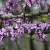 Judasboom (Cercis Siliquastrum) -OL Planten Winkel cercis siliquastrum 1