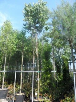 Judasboom (Cercis Siliquastrum) -OL Planten Winkel cercis siliquastrum 18 20ho cont