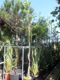 Judasboom (Cercis Siliquastrum) -OL Planten Winkel cercis siliquastrum alba 10 12ho cont