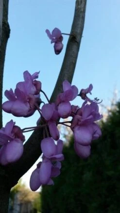 Judasboom (Cercis Siliquastrum) -OL Planten Winkel cercis sill