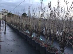 Chinese Judasboom (Cercis Chinensis 'Shirobana') -OL Planten Winkel cercisshirbana 1