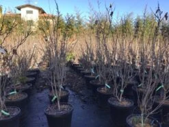 Chinese Judasboom (Cercis Chinensis 'Shirobana') -OL Planten Winkel cercisshirobana125 1