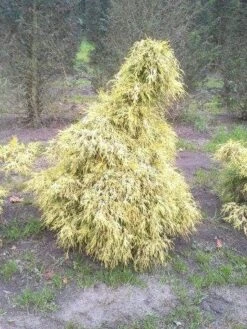 Cypres (Chamaecyparis Pisifera 'Filifera Aurea') -OL Planten Winkel cham l aurea 1