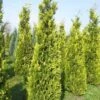 Gele Haagconifeer (Chamaecyparis Lawsoniana 'Ivonne') 1 Gele Haagconifeer (Chamaecyparis Lawsoniana 'Ivonne') -OL Planten Winkel cham l ivonne 250 300 1
