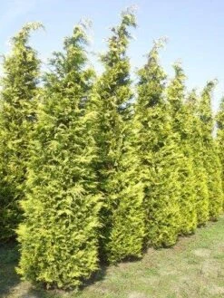 Gele Haagconifeer (Chamaecyparis Lawsoniana 'Ivonne') -OL Planten Winkel cham l ivonne 400 450 1 2