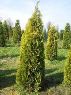 Gele Haagconifeer (Chamaecyparis Lawsoniana 'Stardust') 9 Gele Haagconifeer (Chamaecyparis Lawsoniana 'Stardust') -OL Planten Winkel cham stardust 250