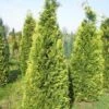 Gele Haagconifeer (Chamaecyparis Lawsoniana 'Stardust') -OL Planten Winkel cham stardust 250 1