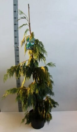 Cypres (Chamaecyparis Nootkatensis 'Pendula') -OL Planten Winkel chamacyparis n pendula 100 125 cm co. 10l b kopie