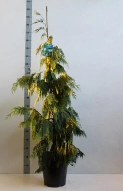 Cypres (Chamaecyparis Nootkatensis 'Pendula') -OL Planten Winkel chamacyparis n pendula 100 125 cm co. 10l kopie