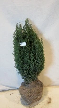 Cypres (Chamaecyparis Lawsoniana 'Ellwoodii') -OL Planten Winkel chamacyparislellwoodii050 060 1