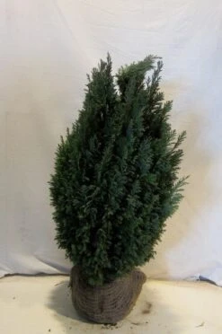 Cypres (Chamaecyparis Lawsoniana 'Ellwoodii') -OL Planten Winkel chamacyparislellwoodii060 080 1