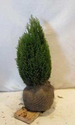 Cypres (Chamaecyparis Lawsoniana 'Ellwoodii') -OL Planten Winkel chamacyparislellwoodiigold050 060