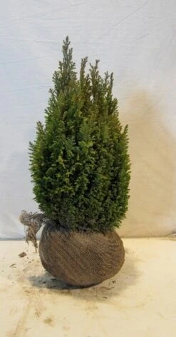 Cypres (Chamaecyparis Lawsoniana 'Ellwoodii') -OL Planten Winkel chamacyparislellwoodiigold45 50