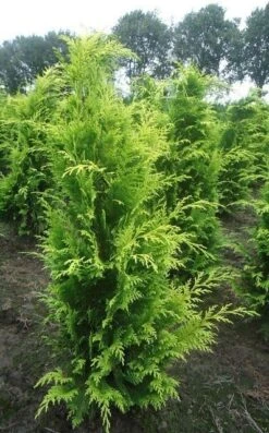 Gele Haagconifeer (Chamaecyparis Lawsoniana 'Stardust') 12 Gele Haagconifeer (Chamaecyparis Lawsoniana 'Stardust') -OL Planten Winkel chamacyparislstard100125vh