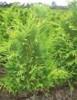 Gele Haagconifeer (Chamaecyparis Lawsoniana 'Stardust') -OL Planten Winkel chamacyparislstard60100jv 1