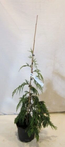 Cypres (Chamaecyparis Nootkatensis 'Pendula') -OL Planten Winkel chamacyparisnpendula050 060