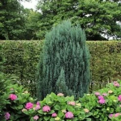 Cypres (Chamaecyparis Lawsoniana 'Ellwoodii') -OL Planten Winkel chamaecyparis law. ellwoodii 1