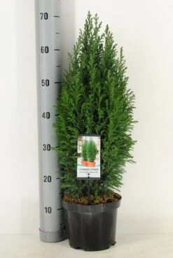 Cypres (Chamaecyparis Lawsoniana 'Ellwoodii') -OL Planten Winkel chamaecyparis law. ellwoodii c3 m